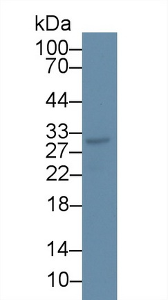 Monoclonal Antibody to CD300 Antigen Like Family Member C (CD300c)