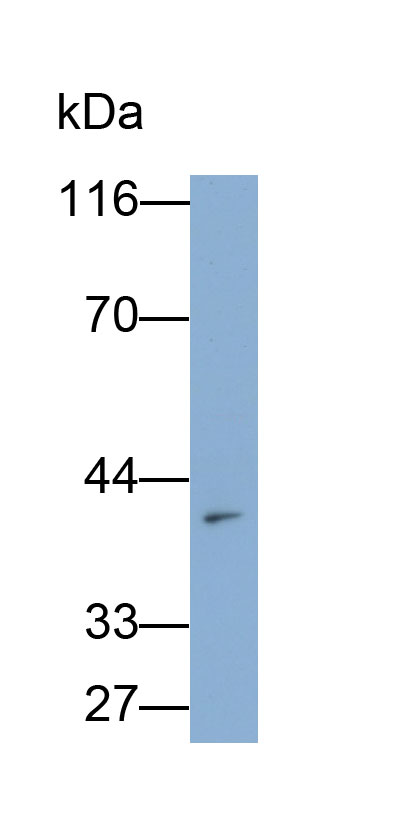 Monoclonal Antibody to CD300 Antigen Like Family Member C (CD300c)