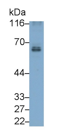 MAB669Hu23.jpg