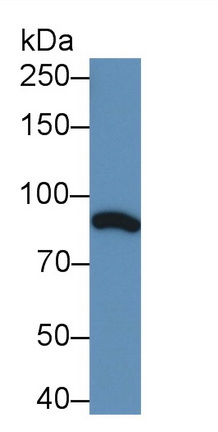 Monoclonal Antibody to Complement Component 1, S Subcomponent (C1s)