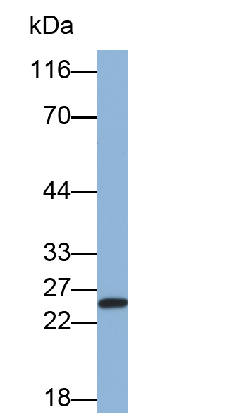 Monoclonal Antibody to Integrin Alpha M (CD11b)