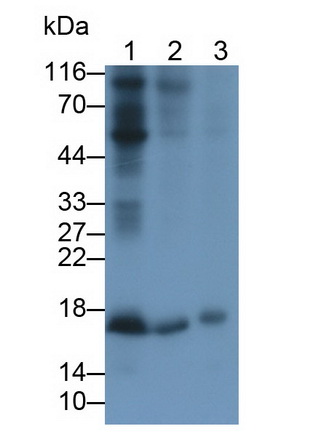 MAB688Ra21.jpg