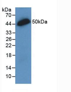 MAB689Hu24.jpg