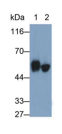Monoclonal Antibody to Cytokeratin 10 (CK10)