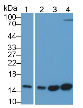 MAB693Hu22.jpg