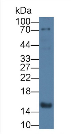 MAB693Hu27.jpg