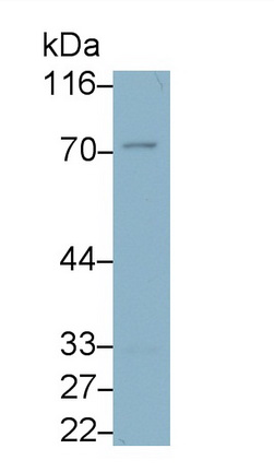 Monoclonal Antibody to Immunoglobulin Superfamily, Member 12 (IGSF12)