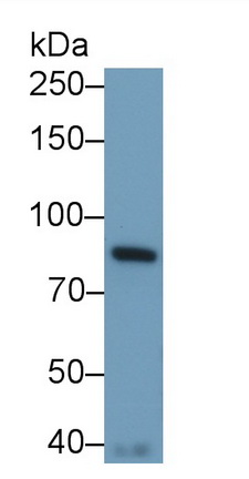 Monoclonal Antibody to Signal Transducer And Activator Of Transcription 3 (STAT3)