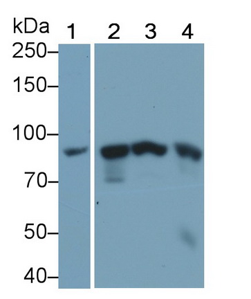 Monoclonal Antibody to Signal Transducer And Activator Of Transcription 3 (STAT3)