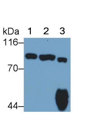 Monoclonal Antibody to Signal Transducer And Activator Of Transcription 3 (STAT3)