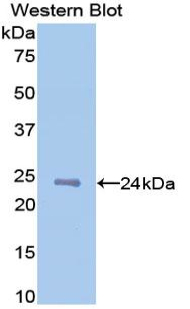 Monoclonal Antibody to Tumor Necrosis Factor Ligand Superfamily, Member 13 (TNFSF13)