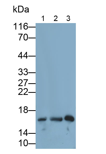 Monoclonal Antibody to Ribonuclease A3 (RNASE3)