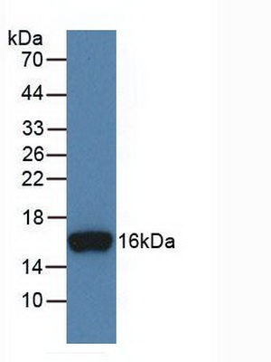 Monoclonal Antibody to Inhibin Beta B (INHbB)