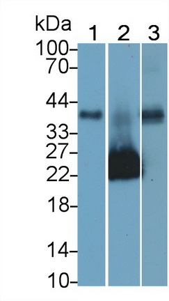 Monoclonal Antibody to Junctional Adhesion Molecule 1 (JAM1)
