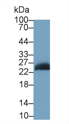 Monoclonal Antibody to Junctional Adhesion Molecule 1 (JAM1)