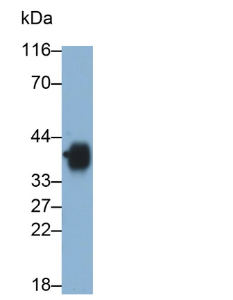 Monoclonal Antibody to Cluster Of Differentiation 7 (CD7)