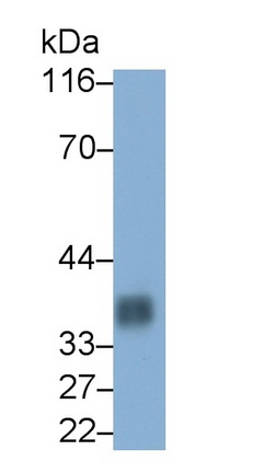 MAB784Hu23.jpg