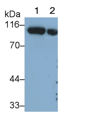 Monoclonal Antibody to Neprilysin (CD10)