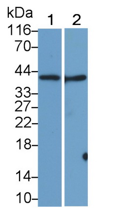 MAB789Hu23.jpg