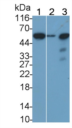Monoclonal Antibody to Sialic Acid Binding Ig Like Lectin 7 (SIGLEC7)