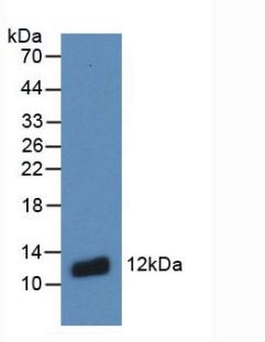 Monoclonal Antibody to S100 Calcium Binding Protein A8 (S100A8)