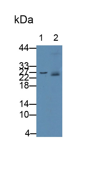 MAB792Hu28.jpg