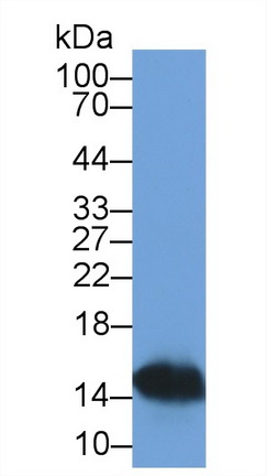 Monoclonal Antibody to S100 Calcium Binding Protein A9 (S100A9)