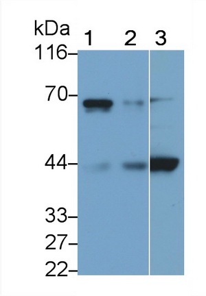 MAB809Hu21.jpg