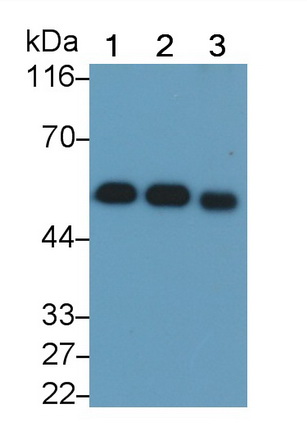 Monoclonal Antibody to Vitamin D Binding Protein (DBP)