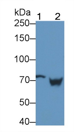 Monoclonal Antibody to Transglutaminase 2 (TGM2)