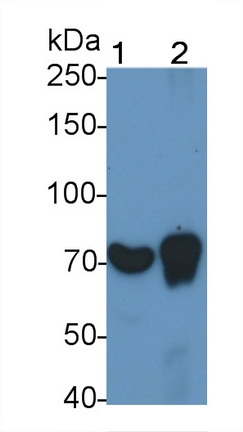 Monoclonal Antibody to Transglutaminase 2 (TGM2)