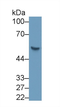 Monoclonal Antibody to Hedgehog Homolog, Sonic (SHH)