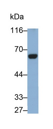 MAB834Hu21.jpg