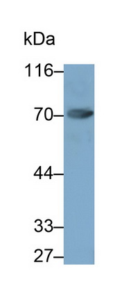 MAB834Hu22.jpg