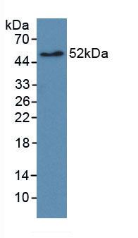 MAB867Hu22.jpg