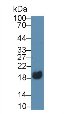 Monoclonal Antibody to Cluster Of Differentiation 3d (CD3d)