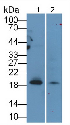 Monoclonal Antibody to Cluster Of Differentiation 3d (CD3d)