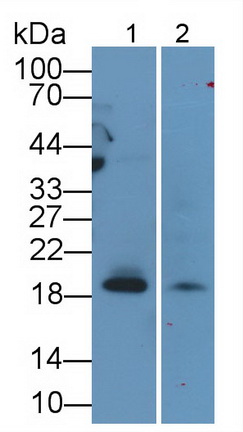 MAB872Hu22.jpg