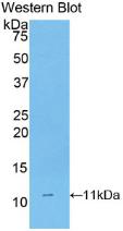 Monoclonal Antibody to Cluster Of Differentiation 3d (CD3d)