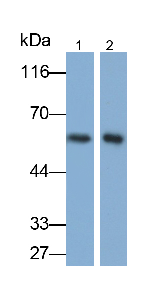 Monoclonal Antibody to Cluster Of Differentiation 19 (CD19)