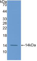 Monoclonal Antibody to Coagulation Factor VII (F7)