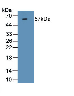 Monoclonal Antibody to Forkhead Box P3 (FOXP3)