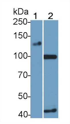 MAB886Hu22.jpg