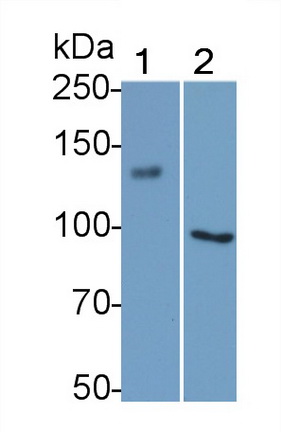 MAB886Hu23.jpg