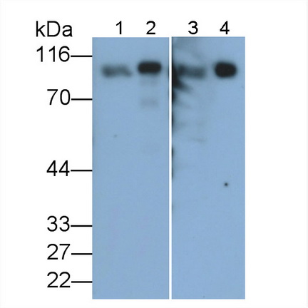 MAB886Ra21.jpg