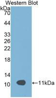 Monoclonal Antibody to Apolipoprotein C3 (APOC3)