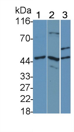 MAB905Hu23.jpg