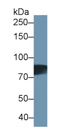 Monoclonal Antibody to Apotransferrin (apoTf)