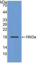 MAB932Hu22.jpg