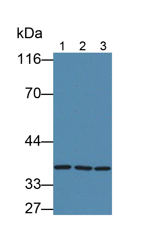 Monoclonal Antibody to Glyceraldehyde-3-Phosphate Dehydrogenase (GAPDH)